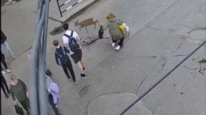Косуля устроила ДТП с пешеходом в украинском Миргороде
Животное на полном ходу сбило пенсионерку
