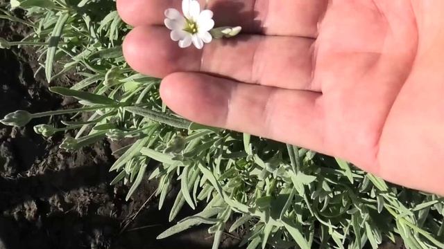 Многолетний цветок ясколка зацвела на второй год