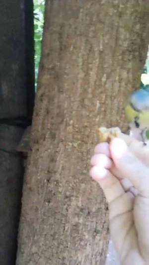 Лазоревка красивая синица орешки