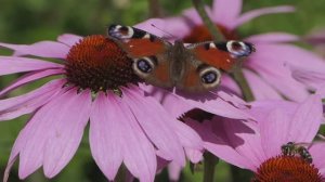 Расслабьтесь 🦋 «Звуки природы»  Успокаивающие звуки пчел и птиц, бабочек.