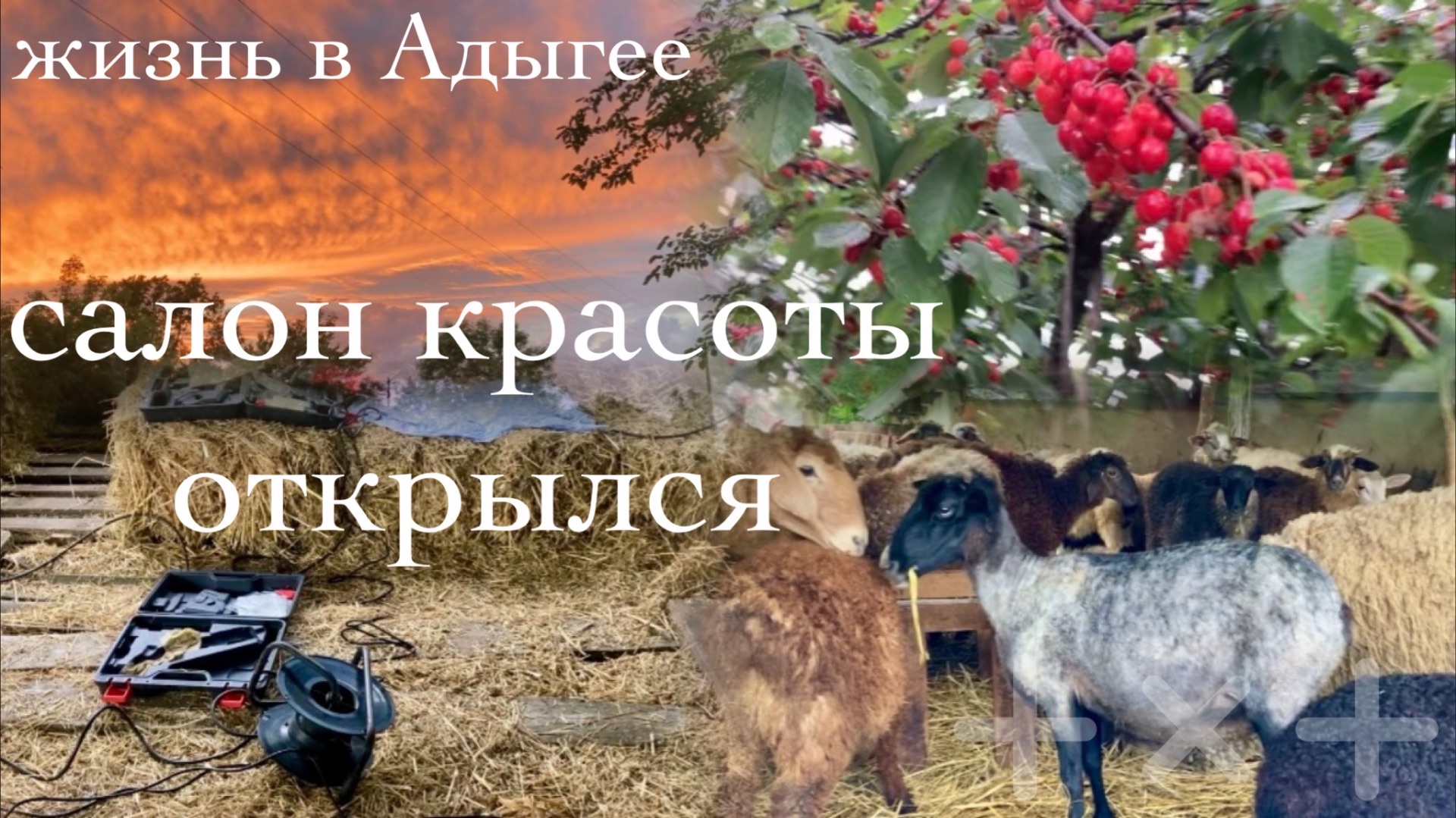 Живем в Адыгее /Южное лето / Стрижка в отаре/ Потешная Катя/ 01.06.26