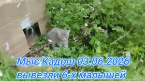 Туапсе 03.06.2026 мыс Кадош вывезли 6-х малышей котят.