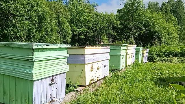 Приходите к нам лечиться 🐝🐝🐝Пчелами.Апитерапия. смотреть онлайн