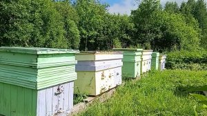 Приходите к нам лечиться 🐝🐝🐝Пчелами.Аритераптя.