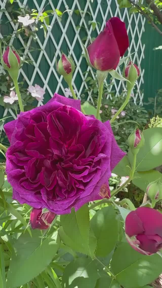 Манстед Вуд🌺 и Ангела🌸 4 июня 26г🌿 смотреть онлайн