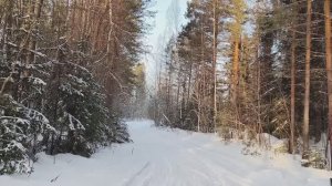 ОХОТА НА БОБРА, ЗИМНЯЯ