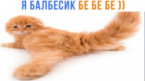 БАЛБЕСИКИ ))) Приколы с котами | Мемозг 1763