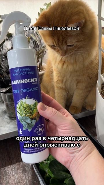 Как легко и просто нарастить ОГРОМНЫЙ КЛУБЕНЬ у ЗАМИОКУЛЬКАСА?