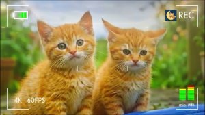 Мама-кошка подстригает шерсть на ферме и делает тигровую шапку для котят дома🐾🎩🐯