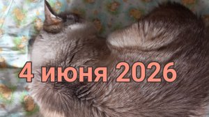 4 июня 2026. Кухонные моменты...