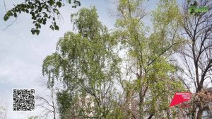 20 пространств Самары претендуют на благоустройство в 2027 году — идёт голосование