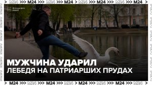 Мужчина ударил ногой лебедя на Патриарших прудах в Москве - Москва 24