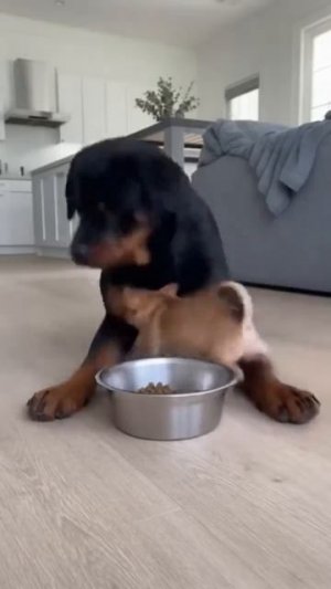 🤣🤣🤣👍👍👍
подписывайтесь на перчик🌶🌶 тут всё для хорошего настроения☺☺☺#перчик #приколы #юмор #рилсы #х