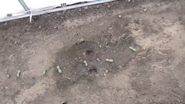 Всходы огурцов