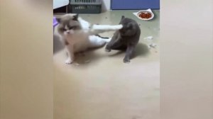 приколы