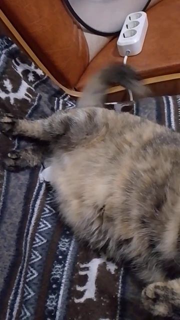 Коша соскучилась. #кошки,