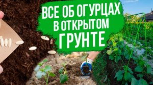 Как вырастить огурцы в открытом грунте? ВСЁ от выбора сортов до сбора урожая.