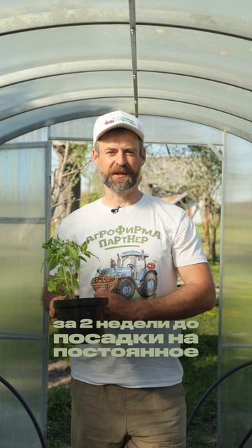 Закаливание томатов.