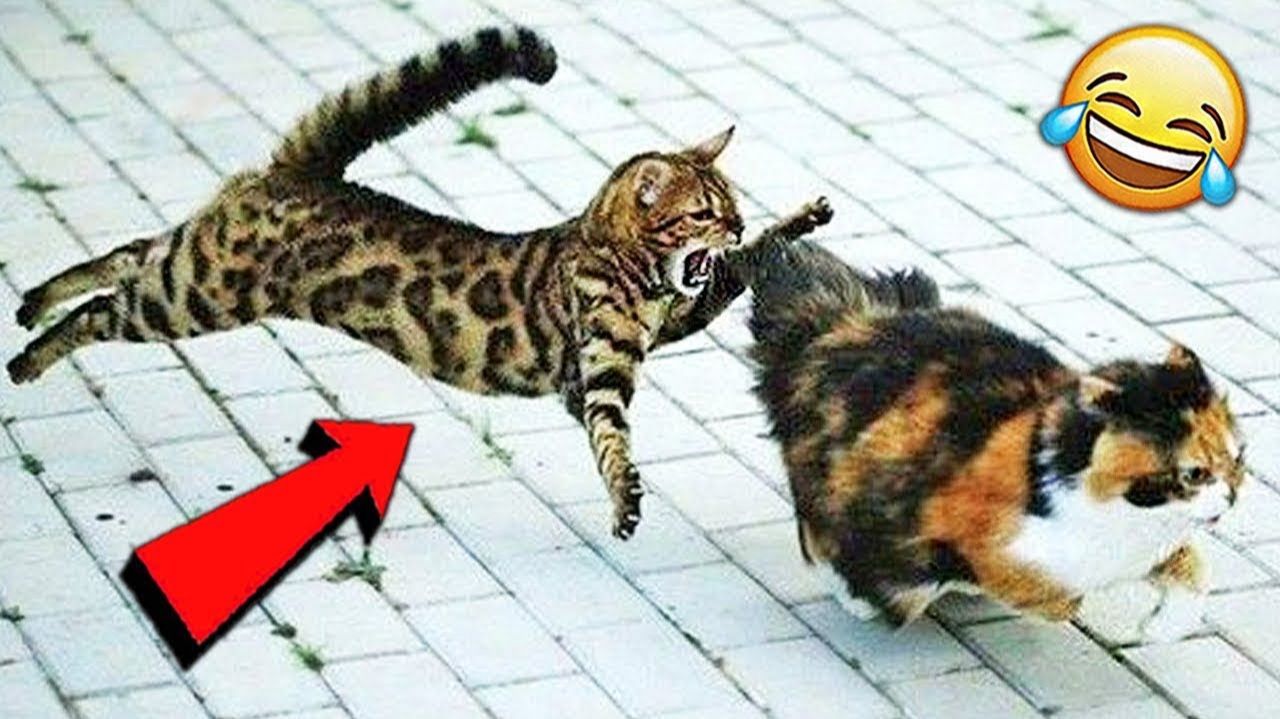 Приколы с котами и собаками! ! Смешные коты! Смешные собаки! Самые смешные животные! Угарные видео! смотреть онлайн
