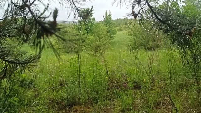 Влёсно ТВ. запах лета 31.05.26.mp4