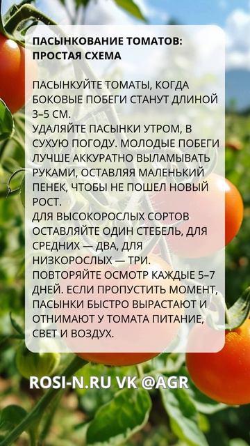 Пасынкование томатов: простая схема