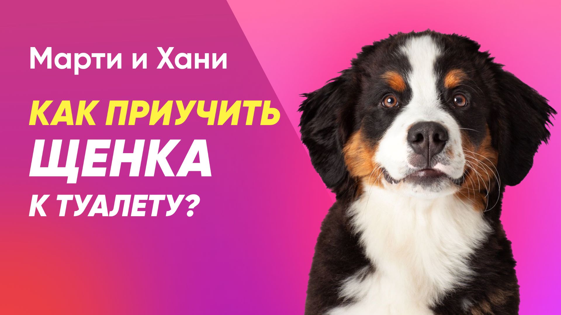 КАК ПРИУЧИТЬ ЩЕНКА К ТУАЛЕТУ ЗА 3 ДНЯ / ДРЕССИРОВКА ЩЕНКА НА ПЕЛЕНКУ / ЧИСТОПЛОТНОСТЬ СОБАК ДОМА смотреть онлайн
