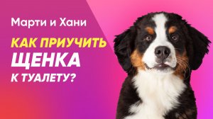 КАК ПРИУЧИТЬ ЩЕНКА К ТУАЛЕТУ ЗА 3 ДНЯ / ДРЕССИРОВКА ЩЕНКА НА ПЕЛЕНКУ / ЧИСТОПЛОТНОСТЬ СОБАК ДОМА
