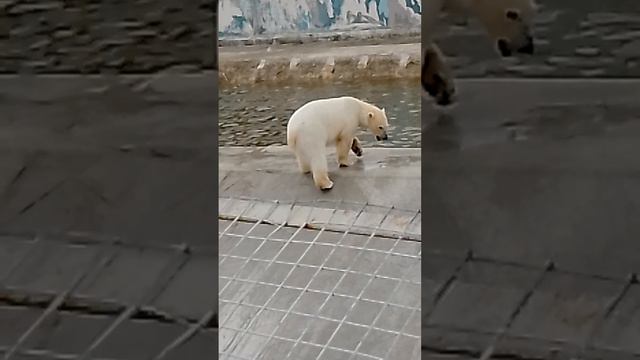 мишадведь