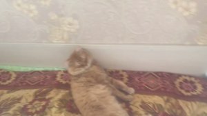 ЧТО БОЛЬШЕ ПОНРАВИТСЯ КОТУ МУРЫШУ: СЫР, КОЛБАСКА ИЛИ КАРТОШКА?! ЭКСПЕРИМЕНТ С КОТИКОМ.