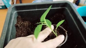 #37переезднаюг#купилидом  СТАНИЧНЫЙ ВЛОГ/НОВОЕ ОСВЕЩЕНИЕ ДВОРА