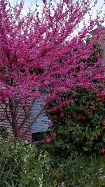 Чтоб был рядом родной тебе дом🌸🌸🌸🌺🌺🌺.mp4 смотреть онлайн