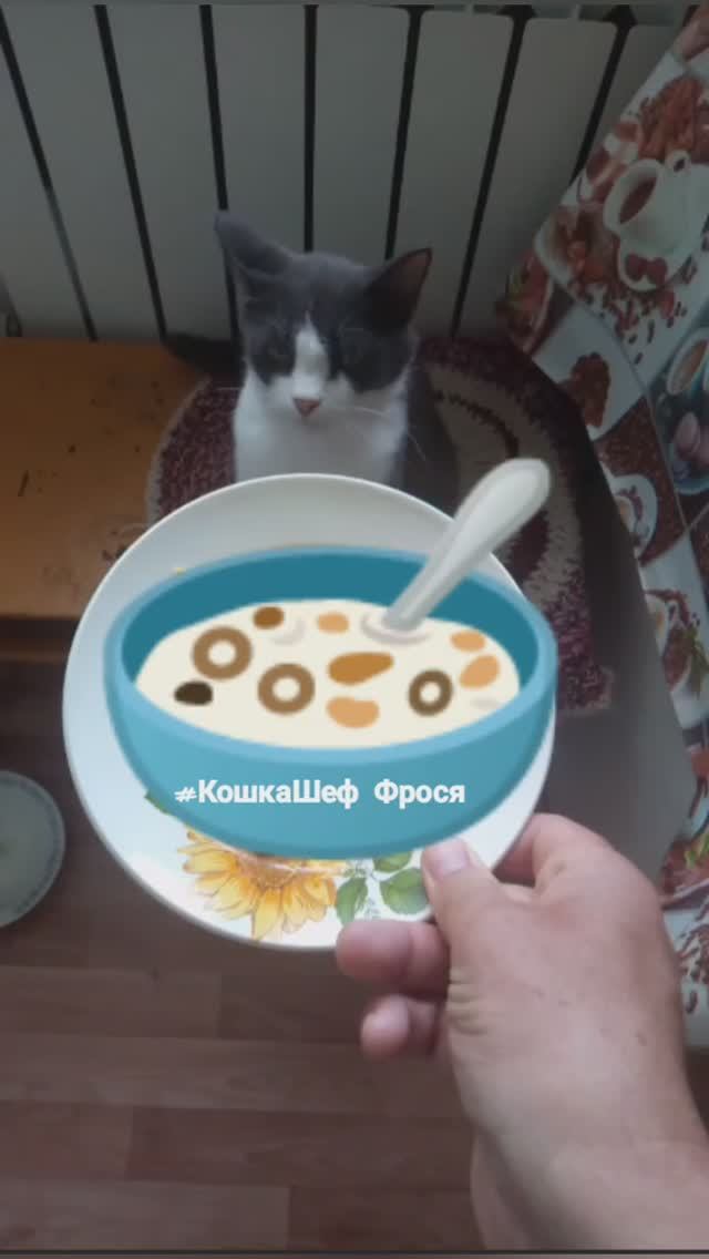 Дымок, спит Кошка фрося ужинает меню от шефа