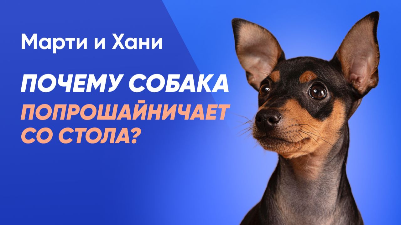 КАК ОТУЧИТЬ СОБАКУ ПОПРОШАЙНИЧАТЬ / ПОЧЕМУ СОБАКA ПРОСИТ ЕДУ СО СТОЛА И КАК РЕШИТЬ ЭТУ ПРОБЛЕМУ смотреть онлайн