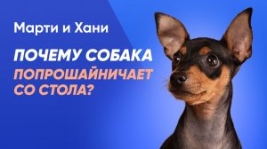 КАК ОТУЧИТЬ СОБАКУ ПОПРОШАЙНИЧАТЬ / ПОЧЕМУ СОБАКA ПРОСИТ ЕДУ СО СТОЛА И КАК РЕШИТЬ ЭТУ ПРОБЛЕМУ