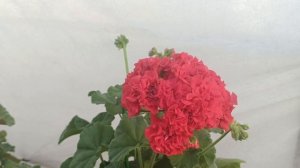 Цветение на начало июня!