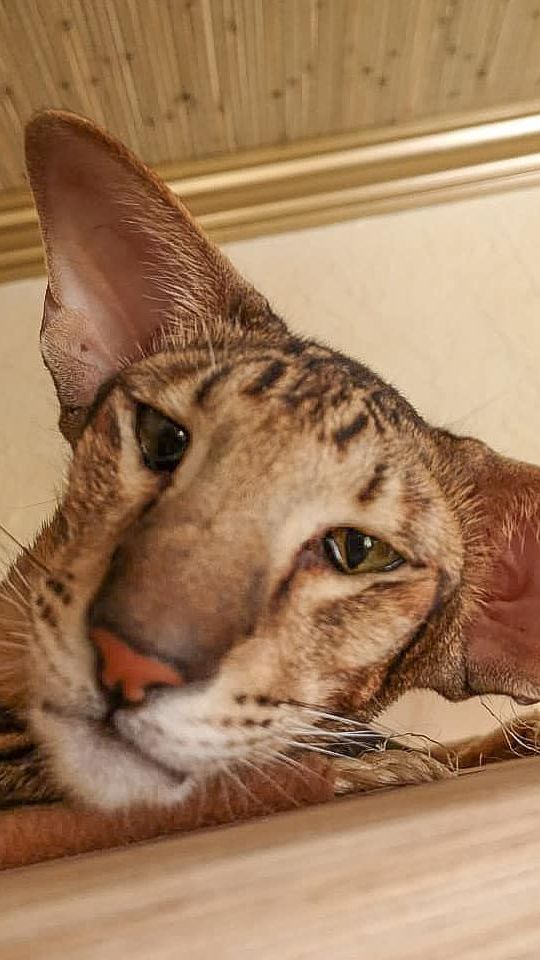 Вышел котик погулять...😻