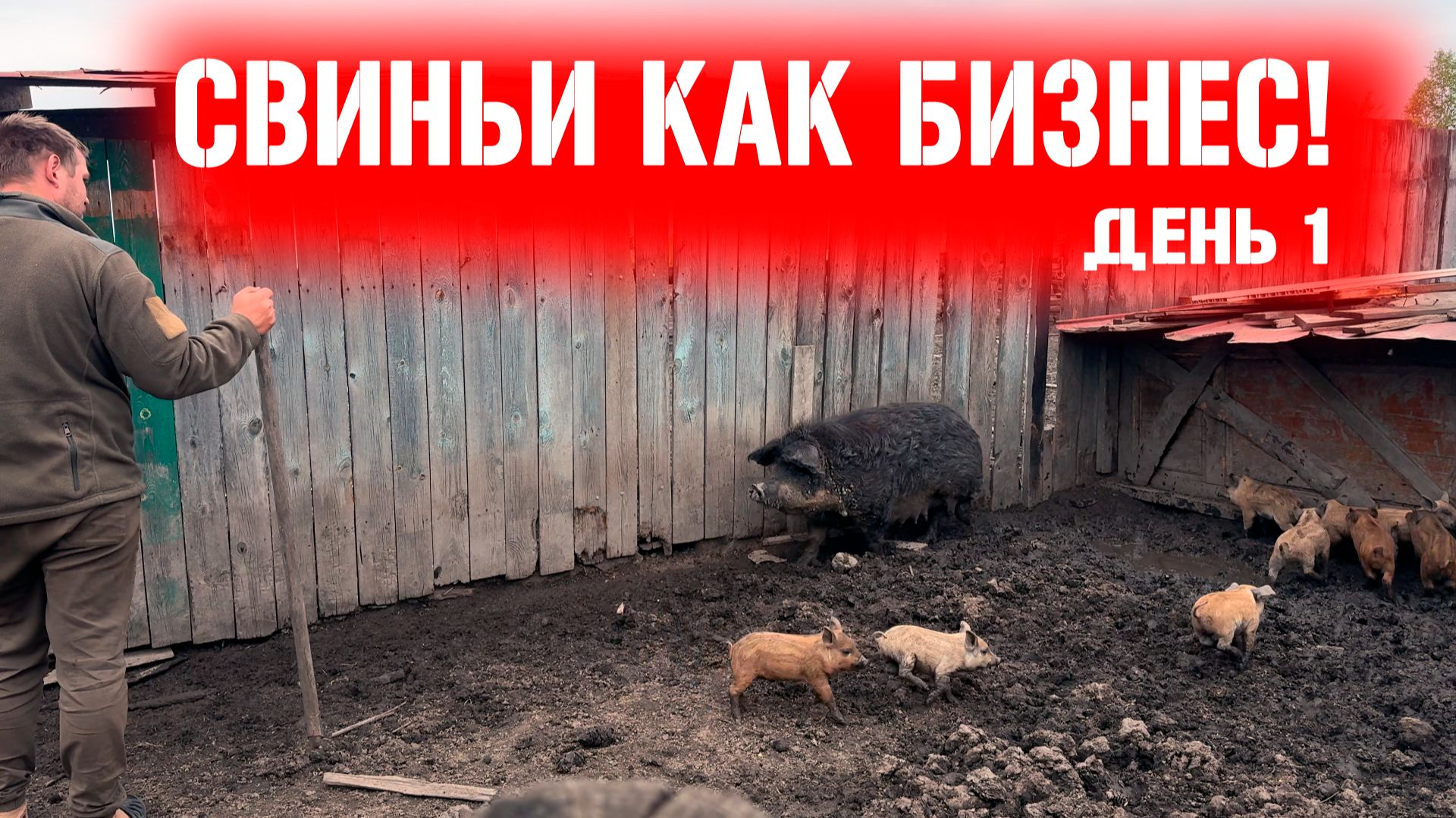 Мы решились завести поросят! Свиньи как бизнес: Реальный опыт в деревне! смотреть онлайн
