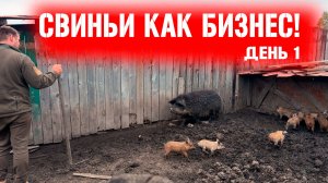 Мы решились завести поросят! Свиньи как бизнес: Реальный опыт в деревне!