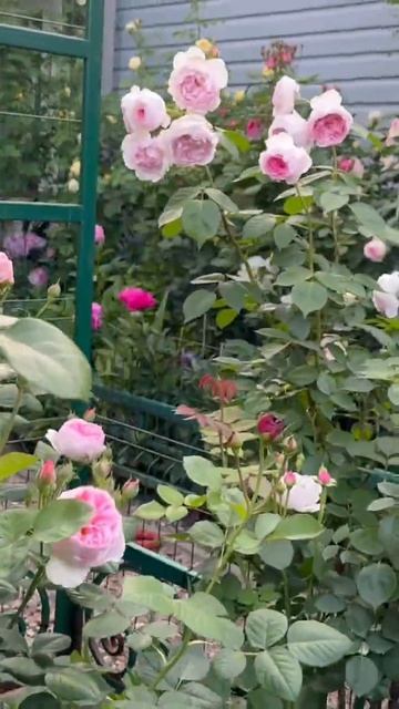 Розы в саду 💐 3 июня 💐 смотреть онлайн