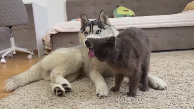 Чёрная кошка пытается подружиться с гигантским хаски… Но потом происходит вот что!
