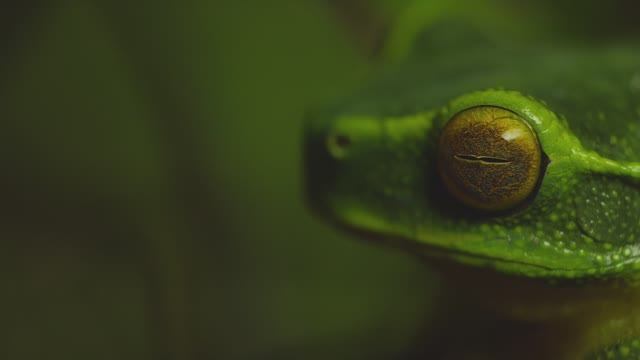 Зеленая древесная лягушка смотреть онлайн