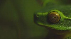 Зеленая древесная лягушка