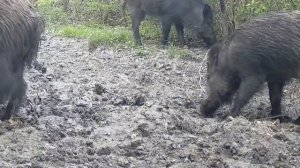Видео фото ловушки