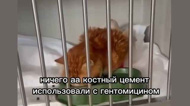 Лечение Рокфора