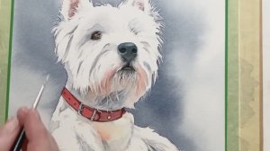 Как нарисовать белый мех акварелью. Мастер-класс по рисованию вест-хайленд-терьера