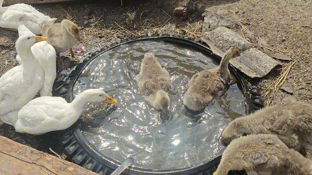 Наш новый день в деревне,пекем беляши .Открываем купальный сезон.