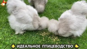 Идеальное птицеводство достойно восхищения 🐓🦆🦢🦚🦃🐔 эпизод (501)