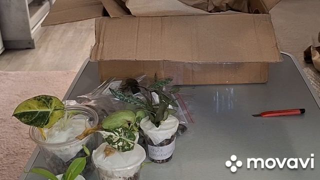 ПОДАРОК ОТ НАТАШИ ИЗ ВОЛГОГРАДА!ОЧЕНЬ МНОГО ШИКАРНЫХ НОВИНОЧЕК.КОМНАТНЫЕ РАСТЕНИЯ(ЦВЕТЫ). смотреть онлайн