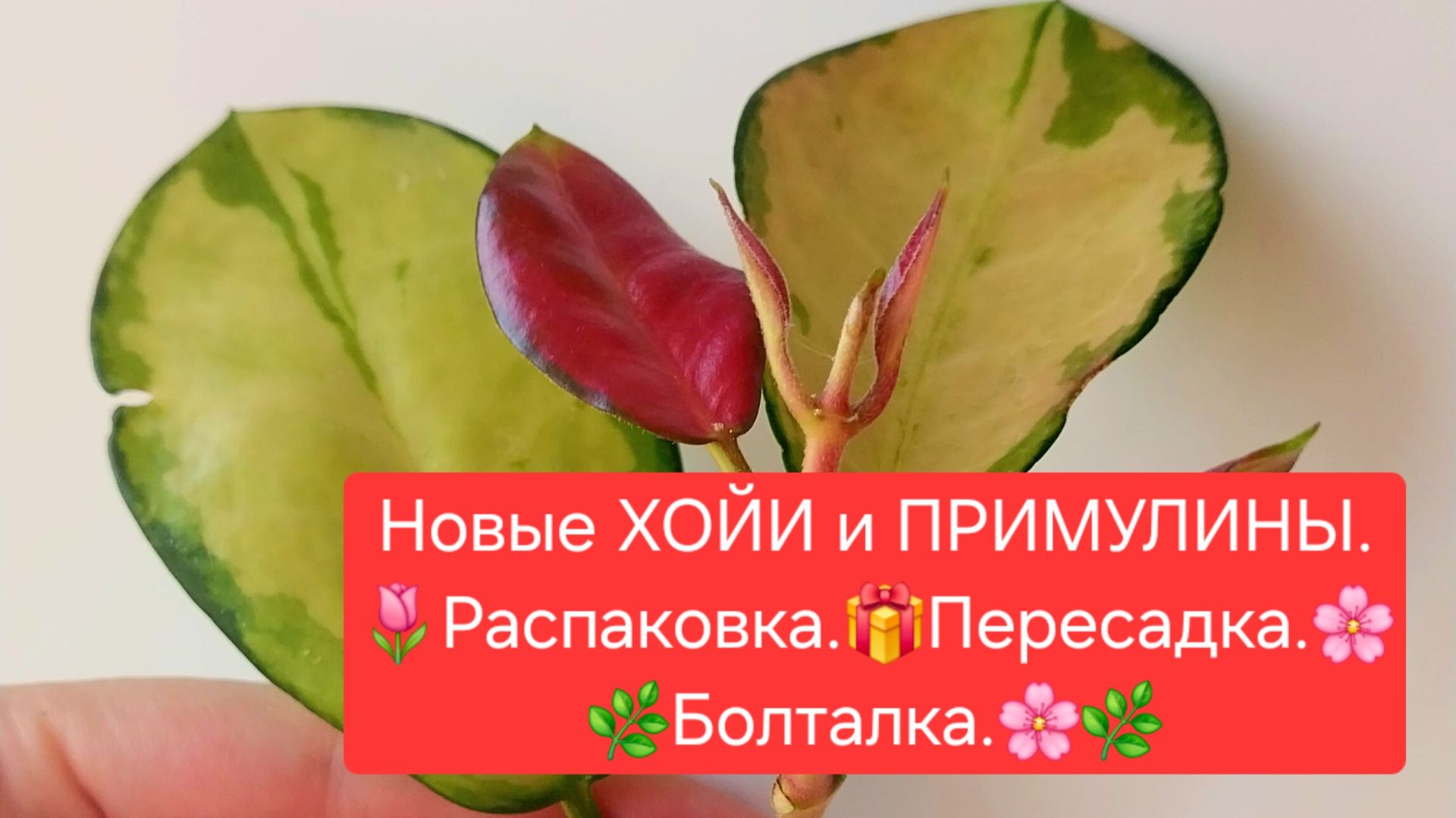 Новые ХОЙИ и ПРИМУЛИНЫ.🌷 Распаковка.🎁 Обзор.🌿 Пересадка. 🌼Болталка.😉🌸 смотреть онлайн