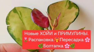 Новые ХОЙИ и ПРИМУЛИНЫ.🌷 Распаковка.🎁 Обзор.🌿 Пересадка. 🌼Болталка.😉🌸